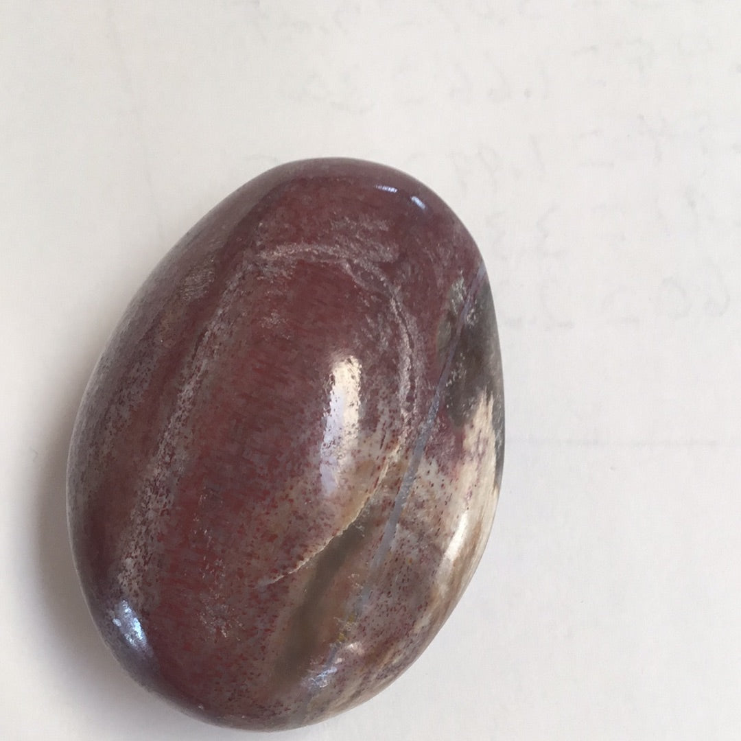 Petrified wood palm stone