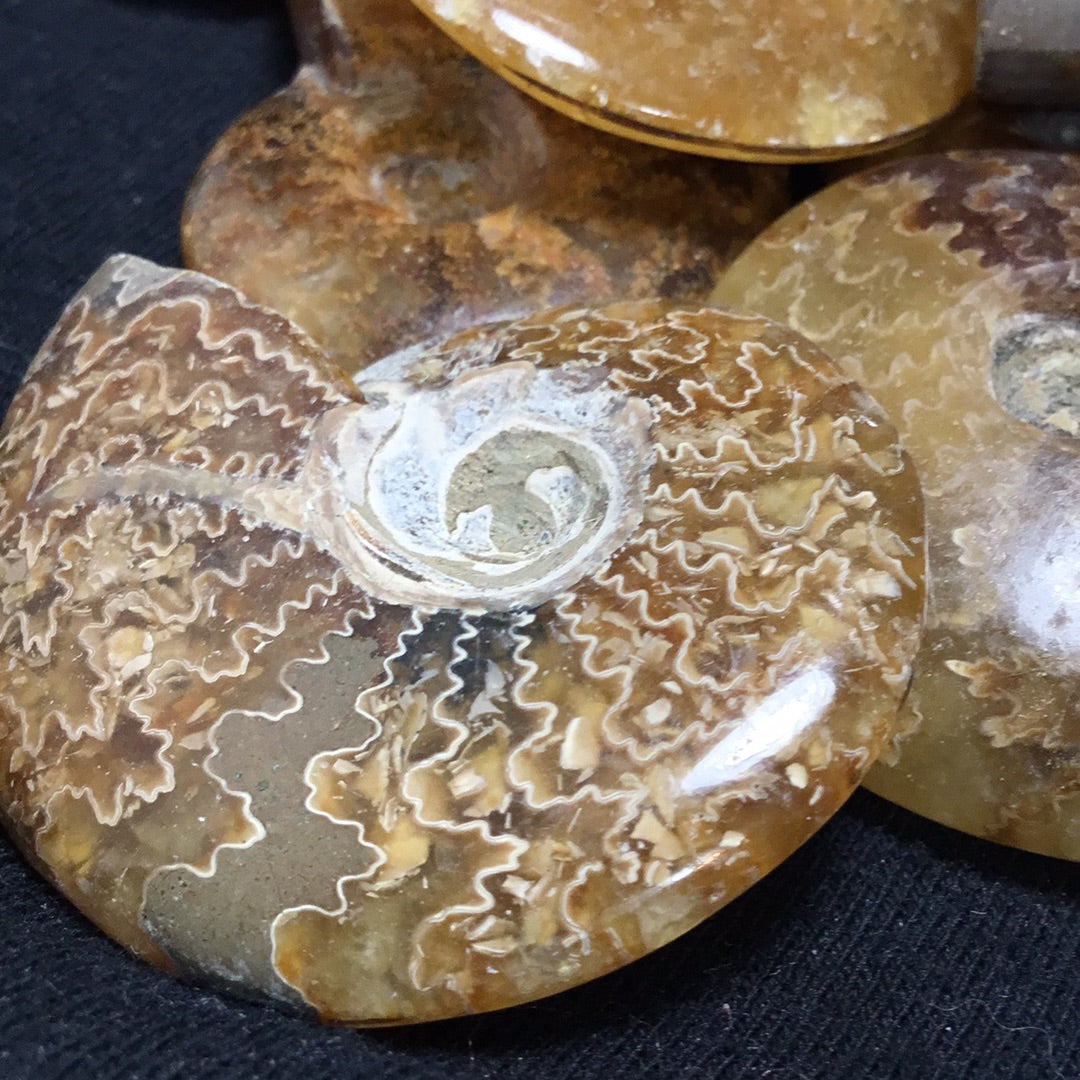 Ammonite