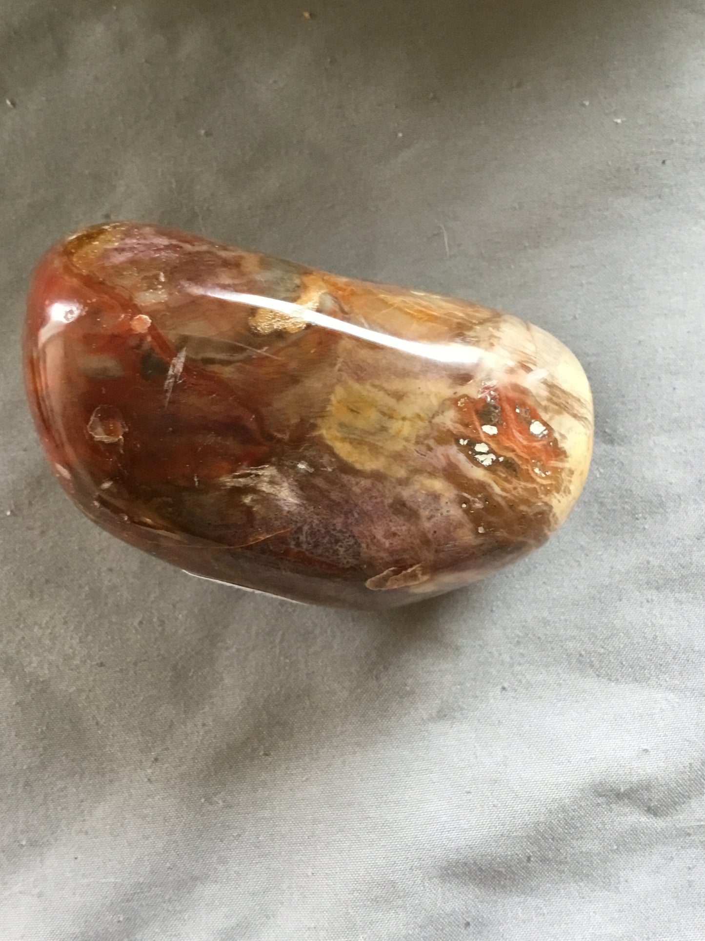 Petrified wood