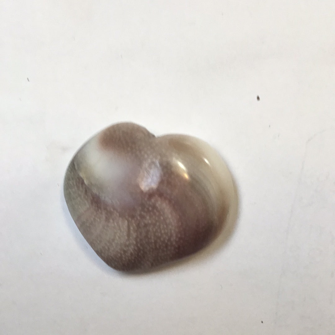 Shiva eye