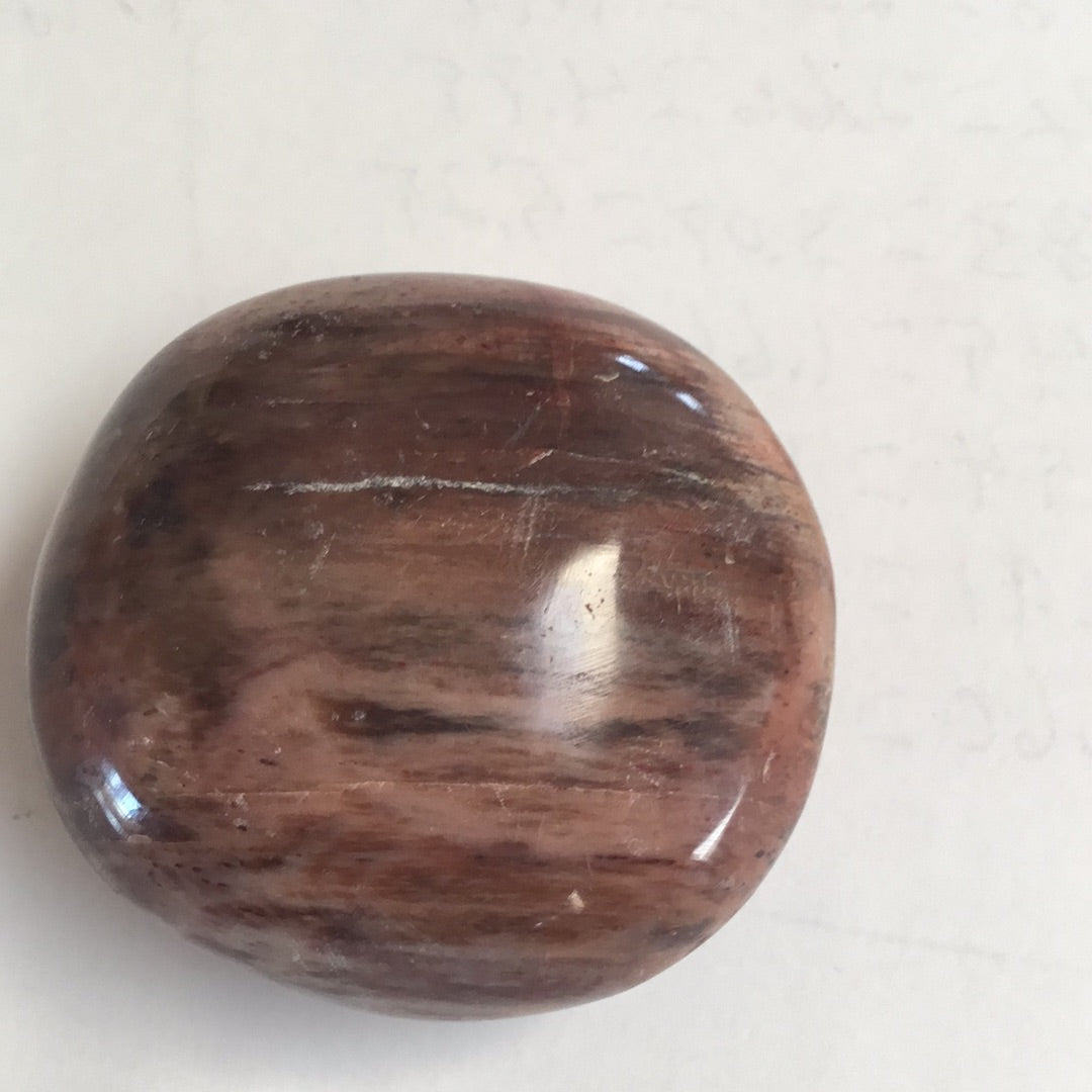 Petrified wood palm stone