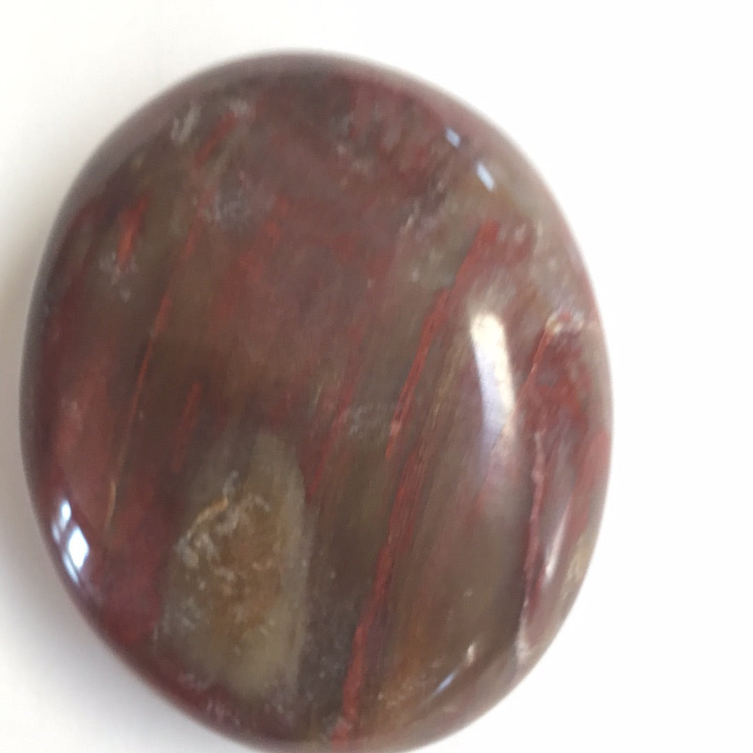 Petrified wood palm stone