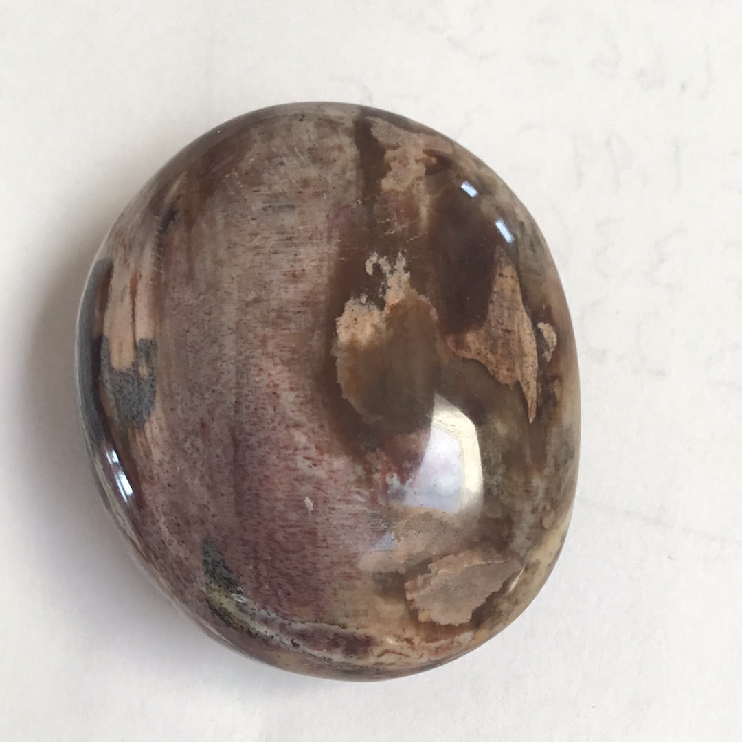 Petrified wood palm stone