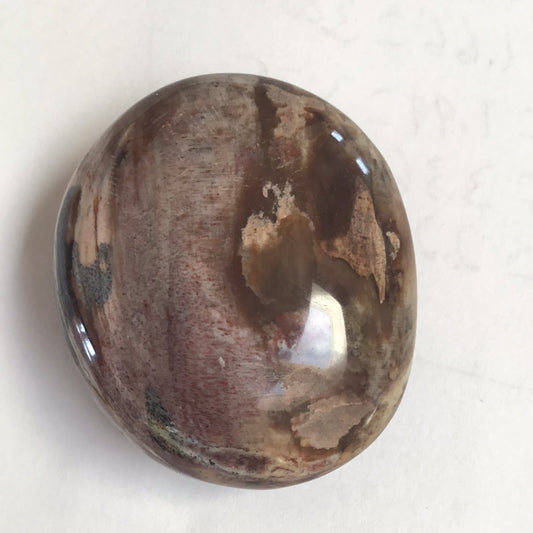 Petrified wood palm stone