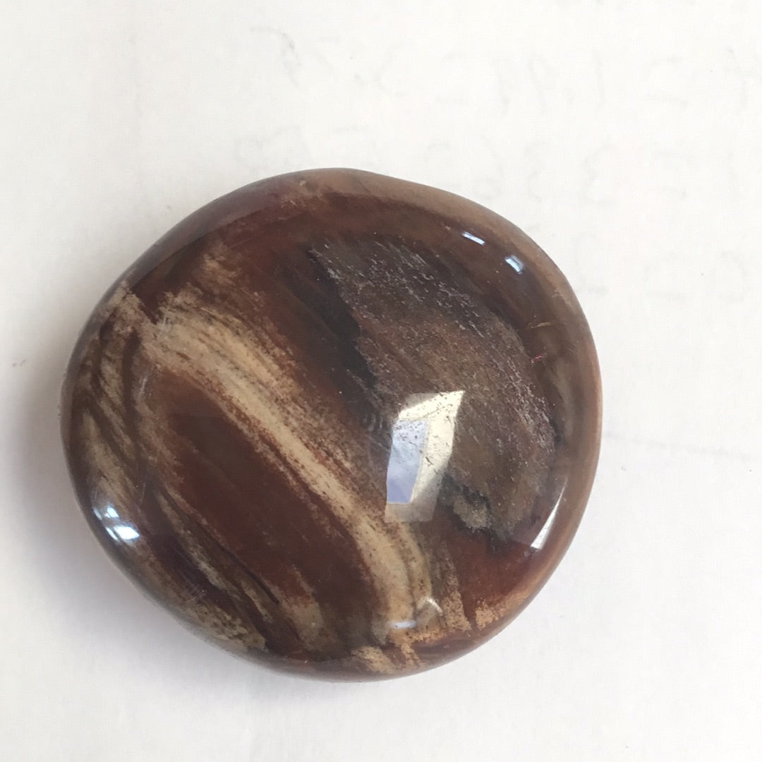 Petrified wood palm stone