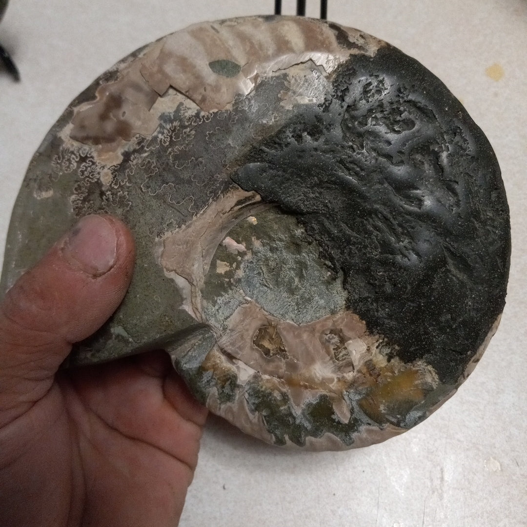 Ammonite