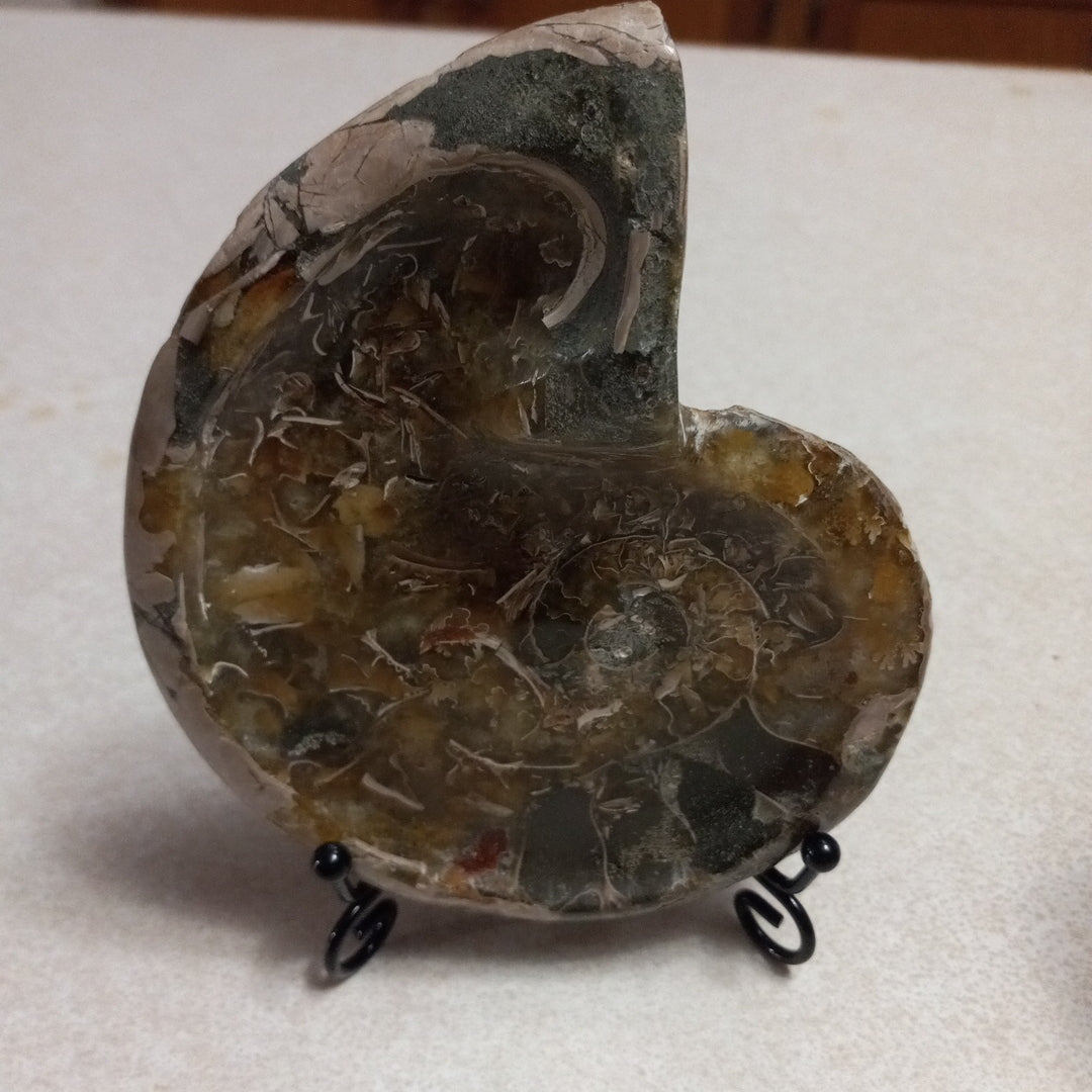 Ammonite