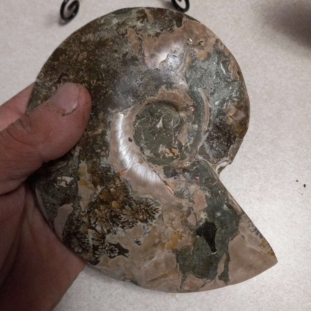 Ammonite