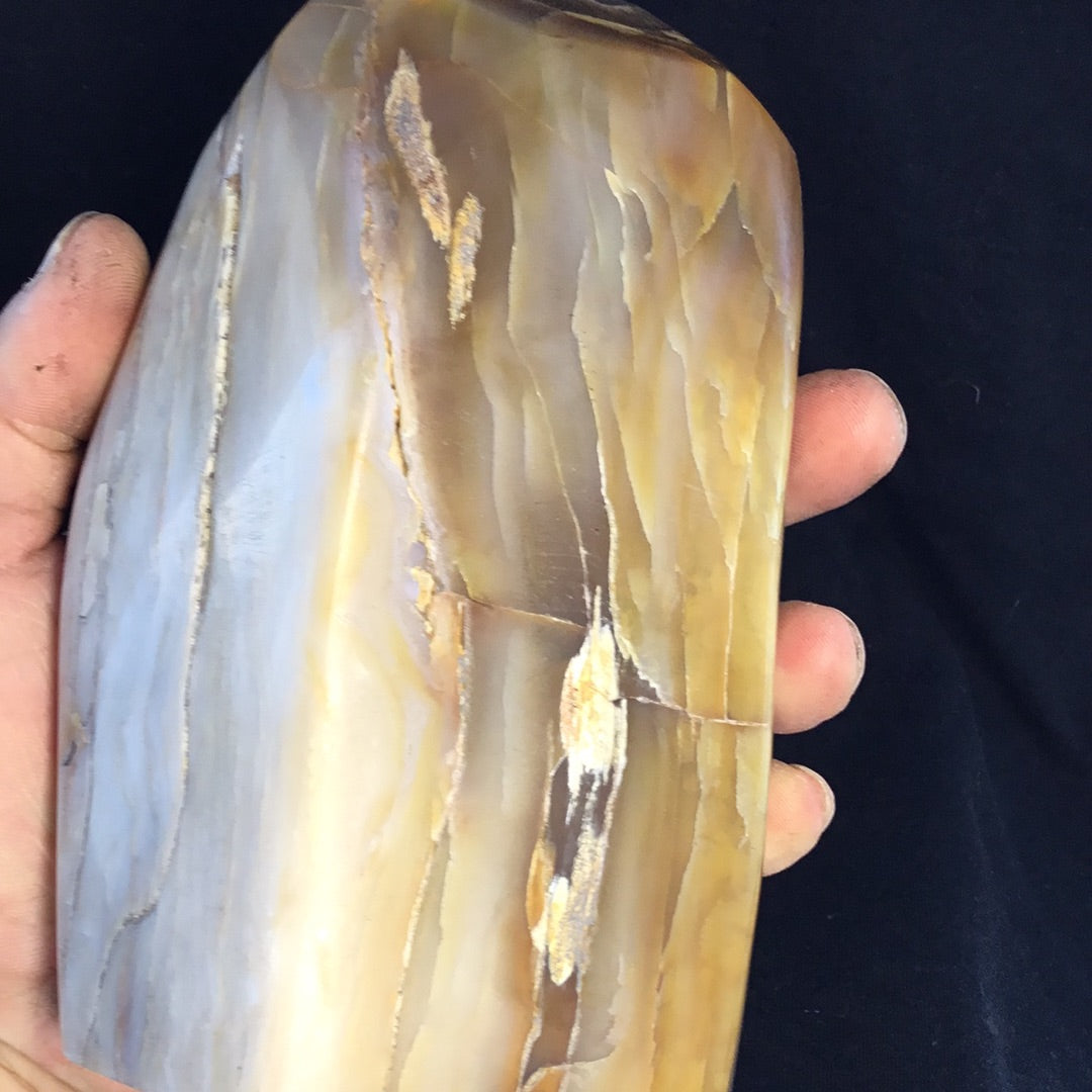 Petrified wood