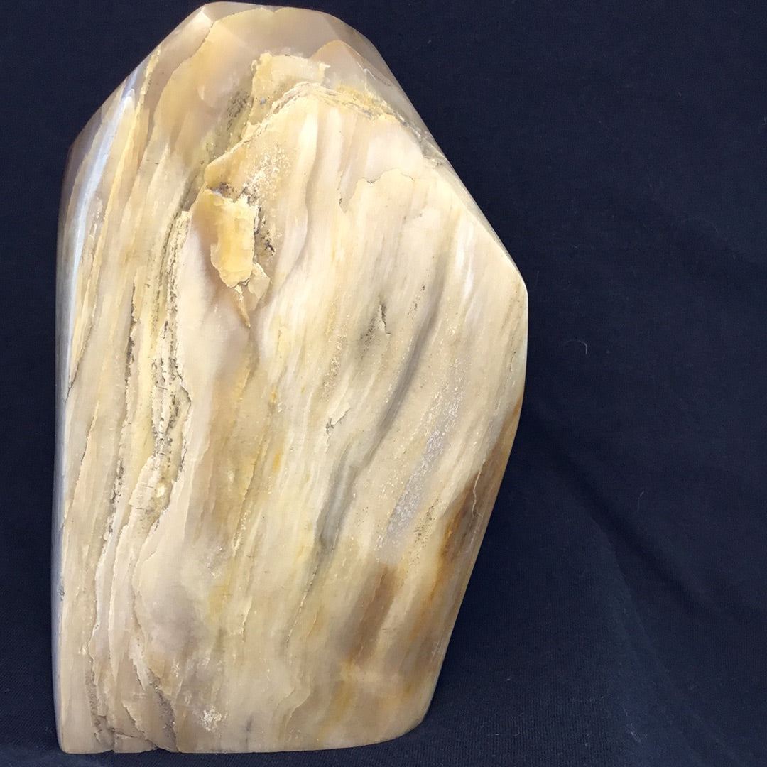 Petrified wood