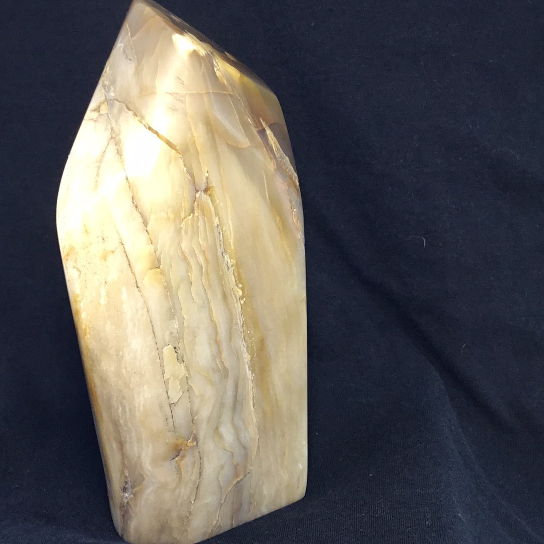 Petrified wood